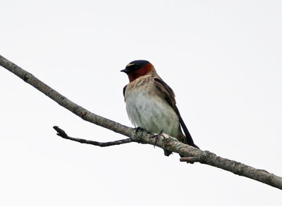 Cliff Swallow - Petrochelidon pyrrhonota 