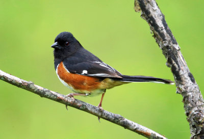 Eastern Towhee - Pipilo erythrophthalmus