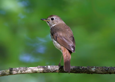 Hermit Thrush - Catharus guttatus