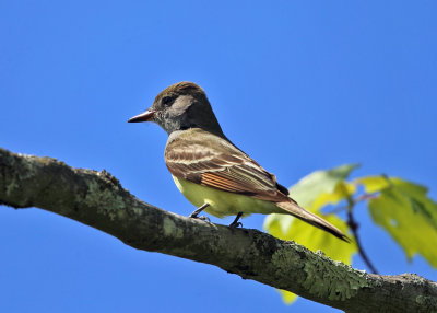 Great Crested Flycatcher - Myiarchus crinitus