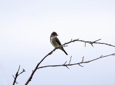 Olive-sided Flycatcher - Contopus cooperi 