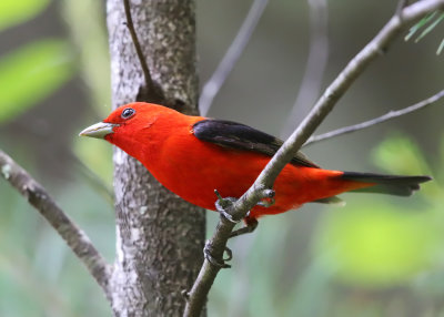 Scarlet Tanager - Piranga olivacea