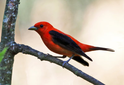 Scarlet Tanager - Piranga olivacea