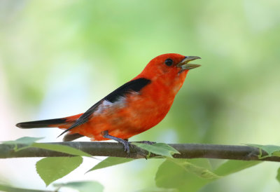 Scarlet Tanager - Piranga olivacea