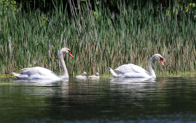 Mute Swans - Cygnus olor