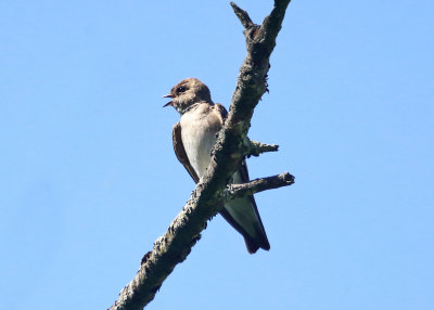 Northern Rough-winged Swallow - Stelgidopteryx serripennis