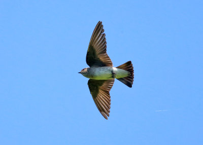 Northern Rough-winged Swallow - Stelgidopteryx serripennis