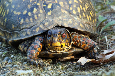 Eastern Box Turtle - Terrapene carolina