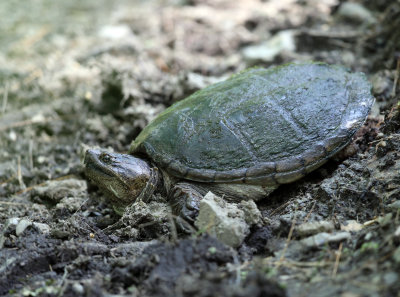 Common Snapping Turtle - Chelydra serpentina