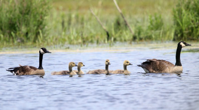 Canada Goose - Branta canadensis