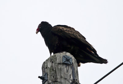 immature Turkey Vulture - Cathartes aura