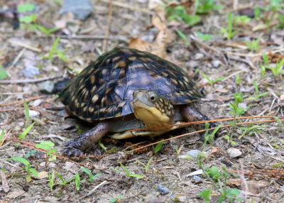 Blanding's Turtle - Emydoidea blandingii
