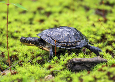 Blanding's Turtle - Emydoidea blandingii