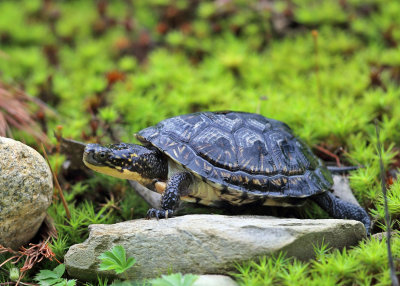 Blanding's Turtle - Emydoidea blandingii