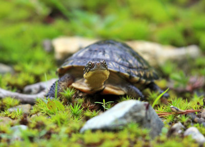 Blanding's Turtle - Emydoidea blandingii