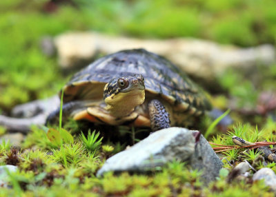 Blandings Turtle - Emydoidea blandingii