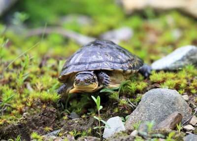 Blanding's Turtle - Emydoidea blandingii