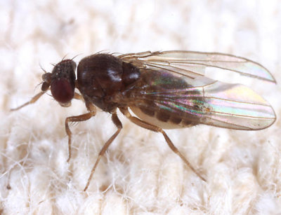 Drosophila affinis species group