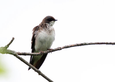 female Tree Swallow - Tachycineta bicolor 