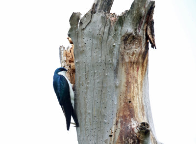 Tree Swallow - Tachycineta bicolor 