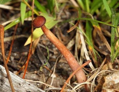 Galerina sp.