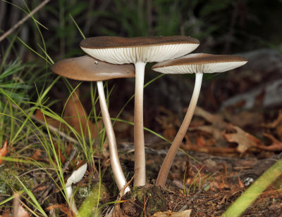 Xeruloid Mushrooms