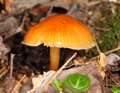 Hygrocybe sp.?