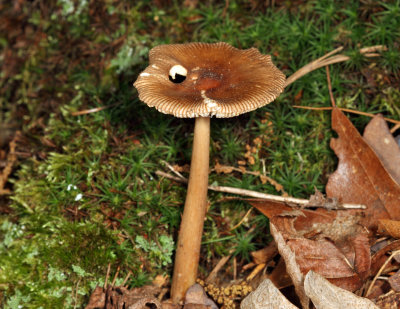 American Orange-Brown Ringless Amanita - Amanita amerifulva