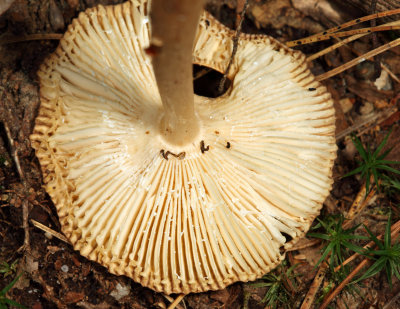 American Orange-Brown Ringless Amanita - Amanita amerifulva