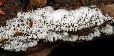 Ceratiomyxa fruticolosa var. fruticolosa (slime mold)