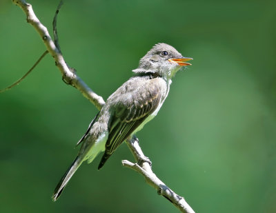 Eastern Wood-Pewee - Contopus virens