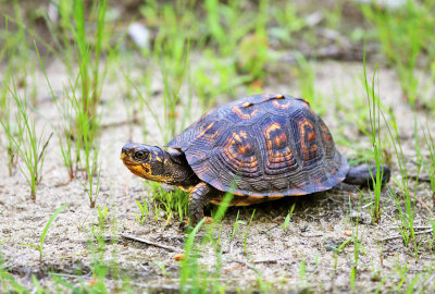 Eastern Box Turtle - Terrapene carolina