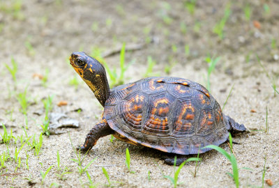 Eastern Box Turtle - Terrapene carolina