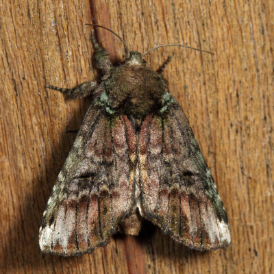 8007 - Unicorn Caterpillar Moth - Schizura unicornis