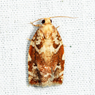 3653 - Oak Leafroller Moth - Archips semiferana