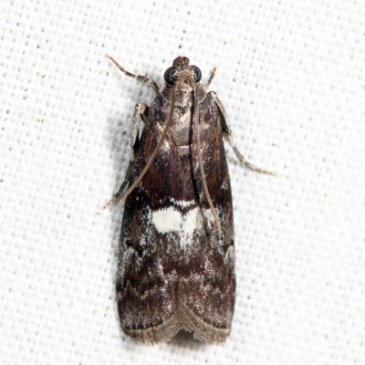 5773 - Engel's Salebriaria Moth - Salebriaria engeli