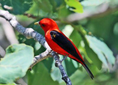 Scarlet Tanager - Piranga olivacea