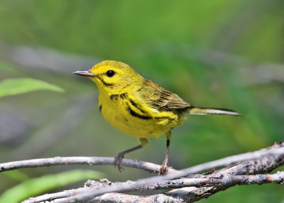 Prairie Warbler - Setophaga discolor