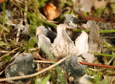 Peltigera membranacea (dog lichen)