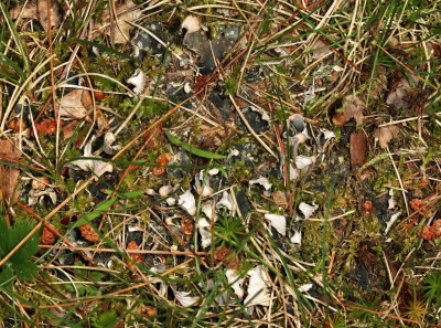 Peltigera membranacea (dog lichen)