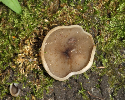 Peziza varia (Common Brown Cup)