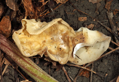 Helvella acetabulum