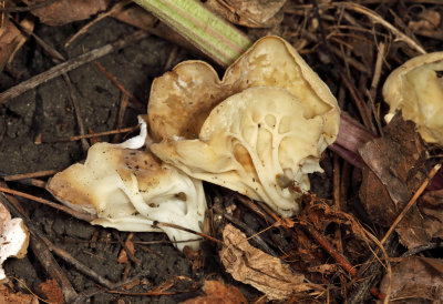 Helvella acetabulum