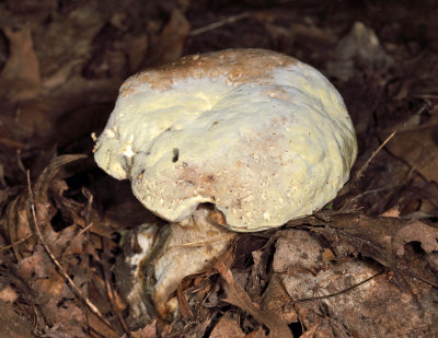 Bolete Mould - Hypomyces chrysospermus