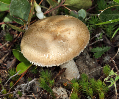 Salmon Amanita -  Amanita wellsii