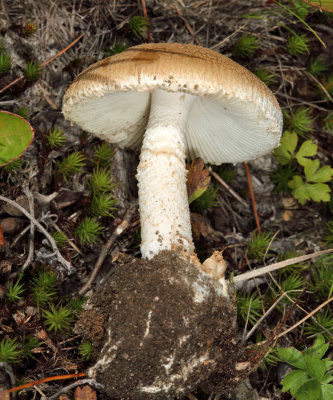 Salmon Amanita -  Amanita wellsii