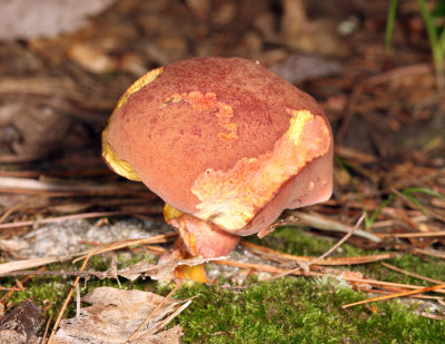  Two-colored Bolete - Baorangia bicolor 