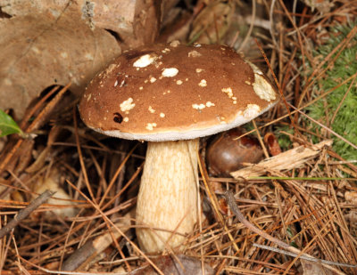 Tylopilus felleus