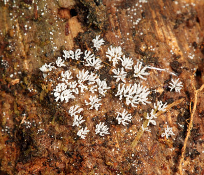 Ceratiomyxa fruticulosa (slime mold)