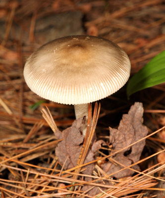 Amanita vaginata